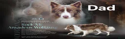 Border Collie dogs for sale: KC registered Border collie pups for sale - Advert 4