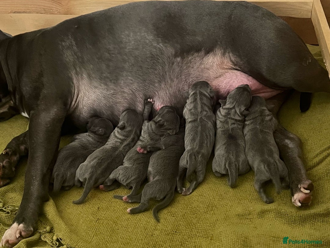 Staffordshire Bull Terrier dogs for sale: Staffordshire bull terrier puppies | blue staff - Image 2