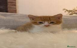 Mixed Breed cats for sale: Gorgeous kittens for sale  - Image 7