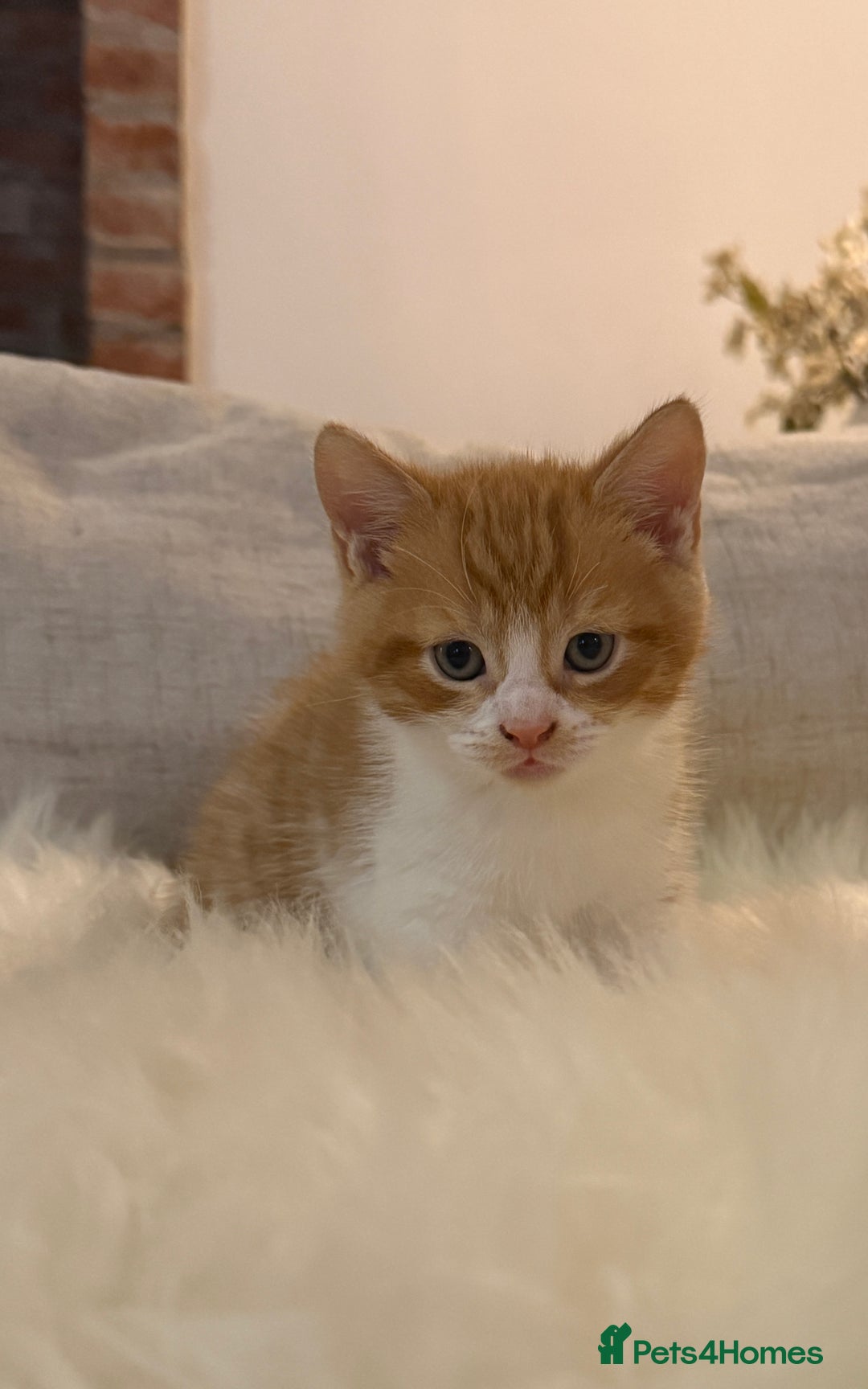 Mixed Breed cats for sale: Gorgeous kittens for sale  - Image 7