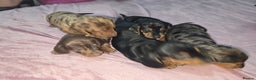 Miniature Dachshund dogs for sale: True to type kc dad home raised both parents here - Advert 21