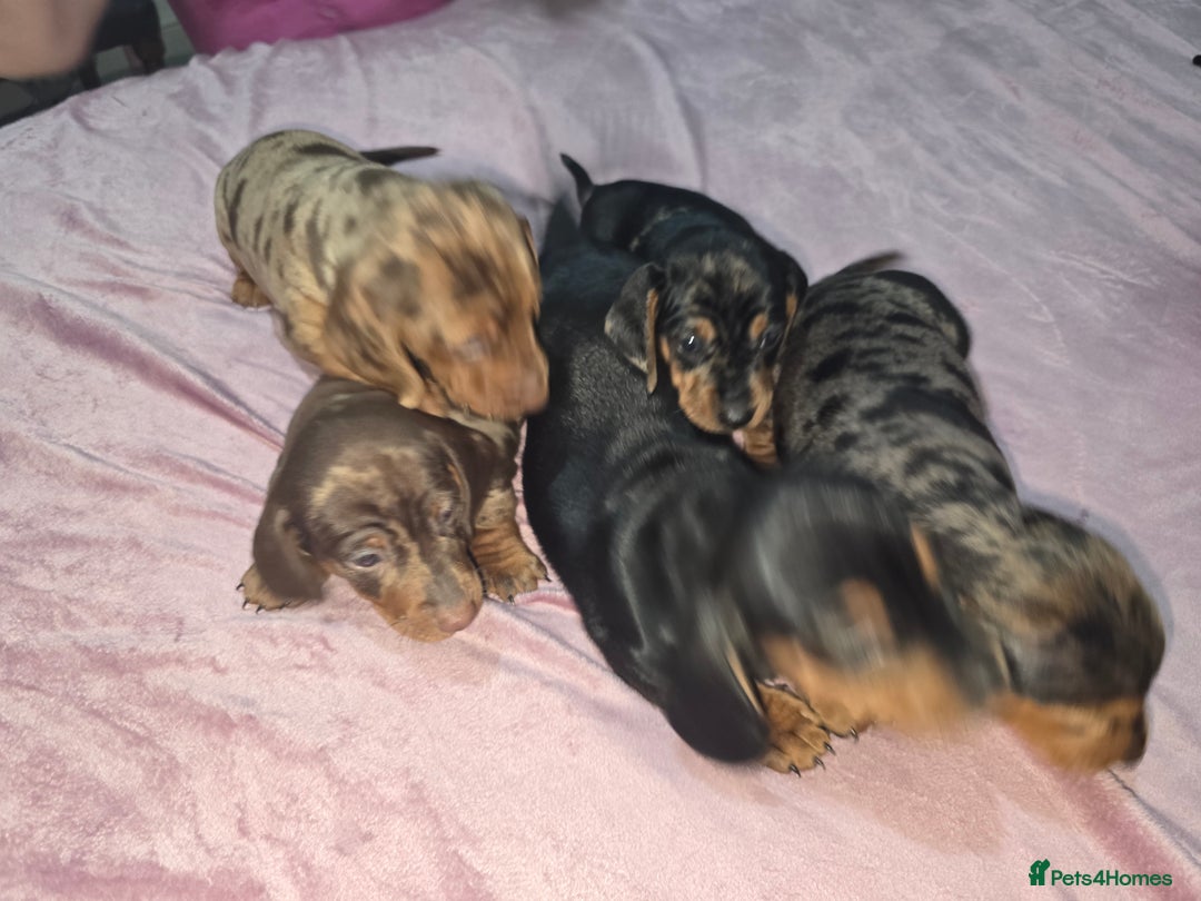 Miniature Dachshund dogs for sale: True to type kc dad home raised both parents here - Advert 21