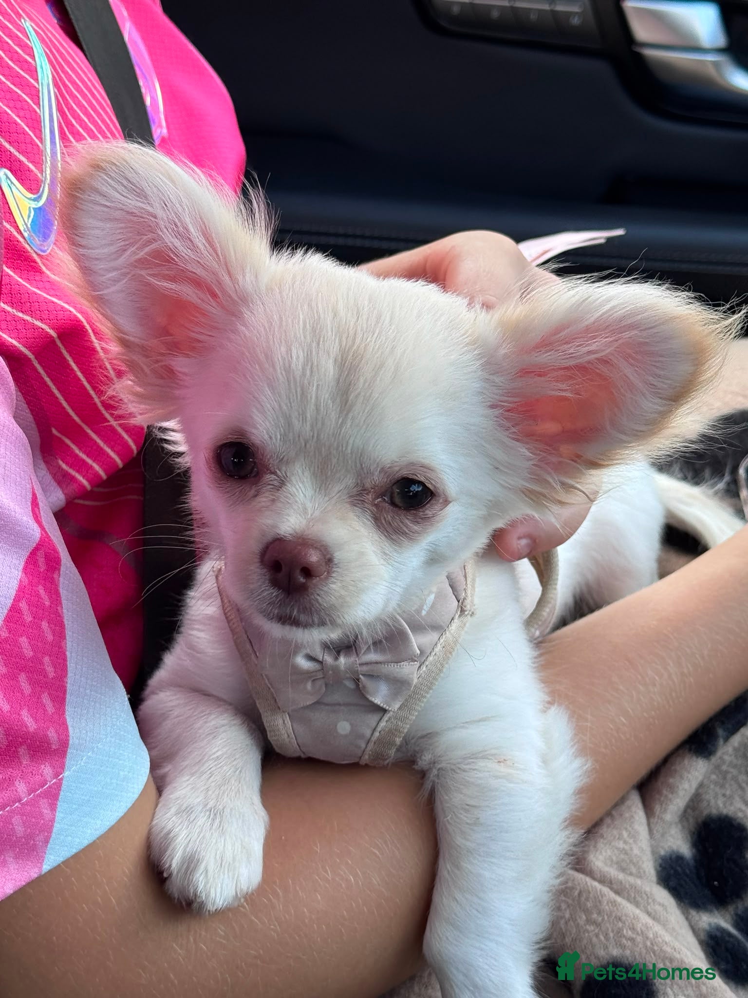 Chihuahua dogs RKC LC CHIHUAHUA MALE - Advert 2
