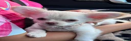 Chihuahua dogs for sale: RKC LC CHIHUAHUA MALE - Advert 2