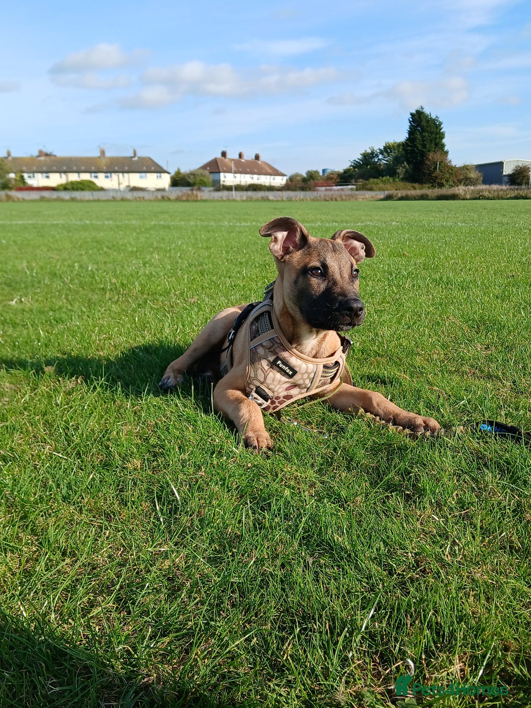 Mixed Breed dogs for sale: PUPPY Belgian Shepherd  - Advert 1