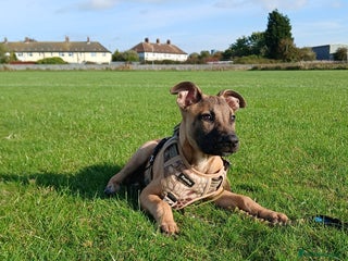 Mixed Breed dogs PUPPY Belgian Shepherd - Advert 1