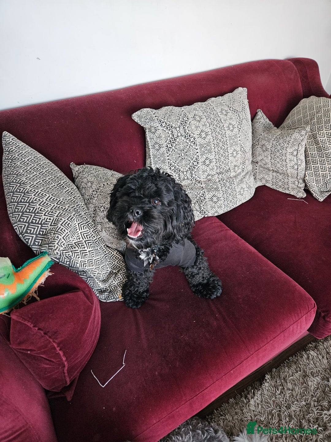 Shihpoo dogs for sale: Shihpoo puppies in Devon ... we're back!  - Image 9