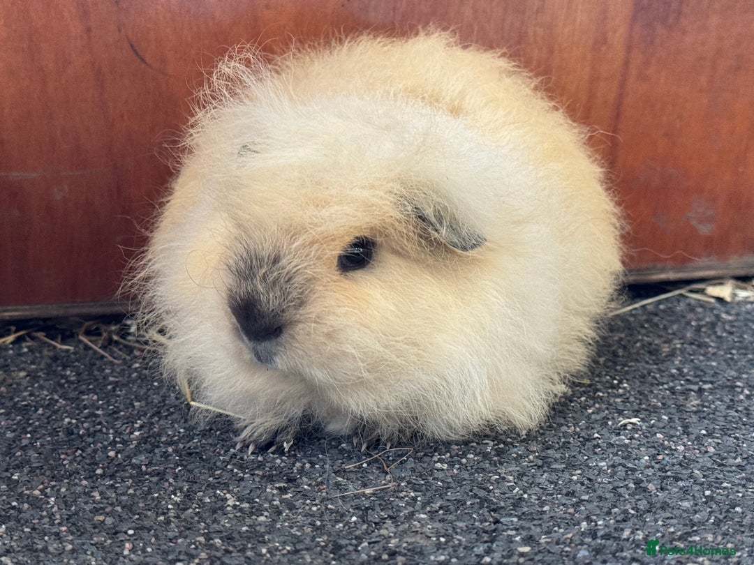 Guinea Pig rodents for sale: Pure Bred Swiss Guinea Pig Boars - Image 10