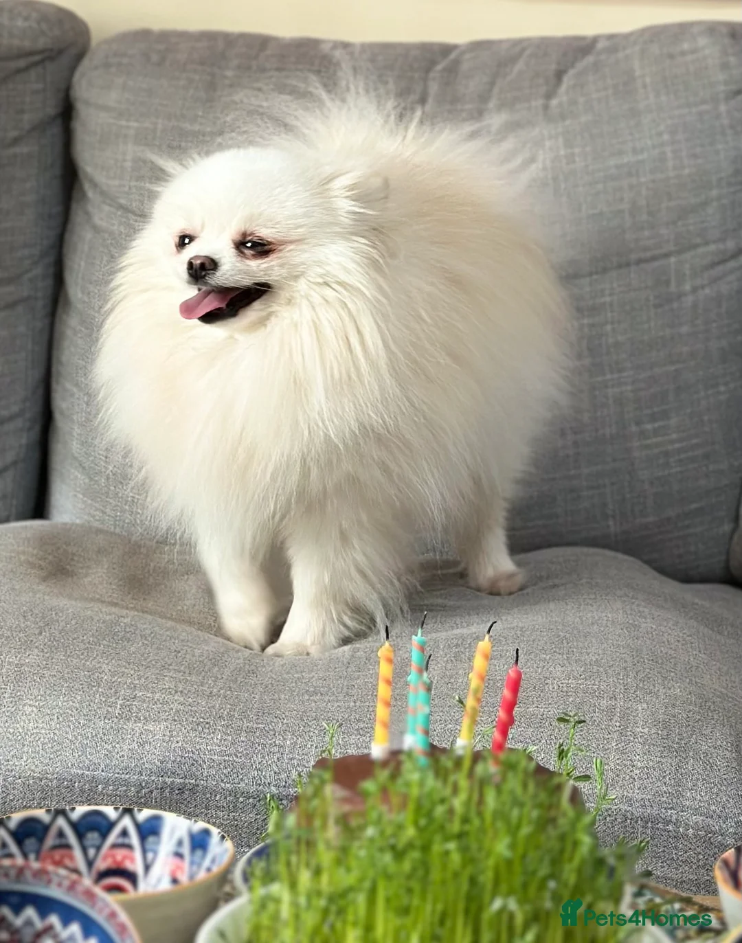 Pomeranian dogs for stud: Pure Russian Pomeranian   - Advert 1
