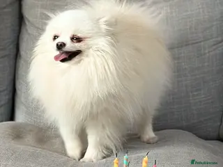 Pomeranian dogs Pure Russian Pomeranian - Advert 8