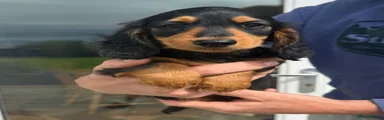 Miniature Dachshund 1
