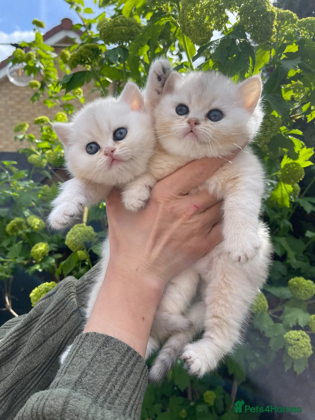Scottish Fold cats for sale: LOVELY SCOTTISH FOLD CHINCHILLA SILVER KITTENS - Advert 1