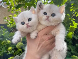 Scottish Fold cats for sale: LOVELY SCOTTISH FOLD CHINCHILLA SILVER KITTENS - Advert 1