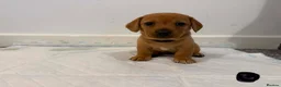 Dachshund dogs for sale: 7x daschund puppies  - Advert 6