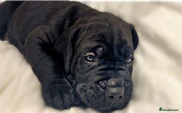 Cane Corso dogs for sale: Cane Corso Puppies Looking for Their Forever Homes - Advert 4