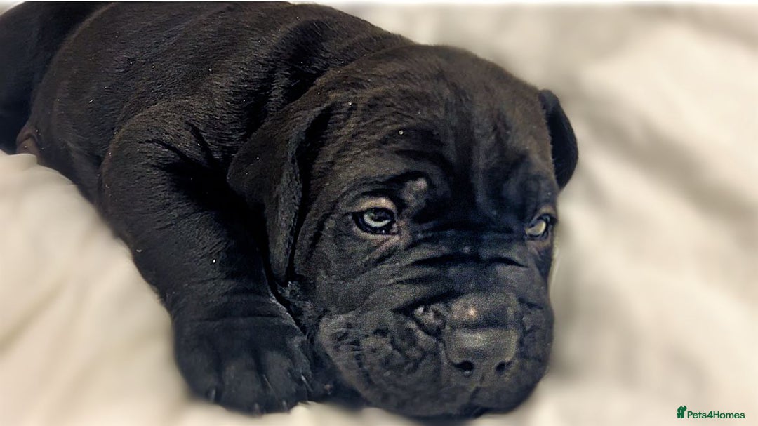 Cane Corso dogs for sale: Cane Corso Puppies Looking for Their Forever Homes - Advert 4