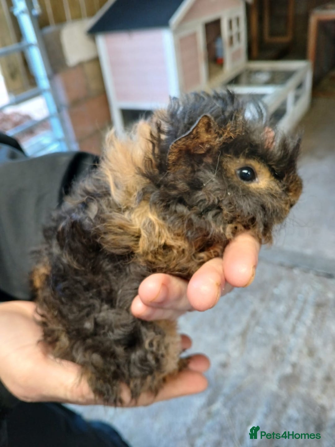 Guinea Pig rodents for sale: Lunkarya and Abyssinian guinea pigs for sale  - Advert 1