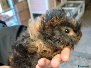 Guinea Pig rodents Lunkarya and Abyssinian guinea pigs for sale - Advert 7
