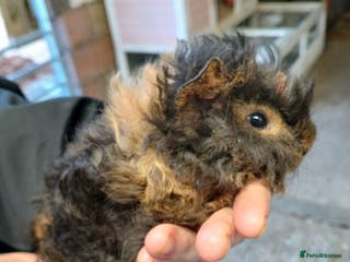 Guinea Pig rodents Lunkarya and Abyssinian guinea pigs for sale - Advert 19