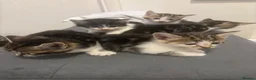 Mixed Breed cats for sale: Beautiful soft teddy like kittens  in Ilford - Advert 3