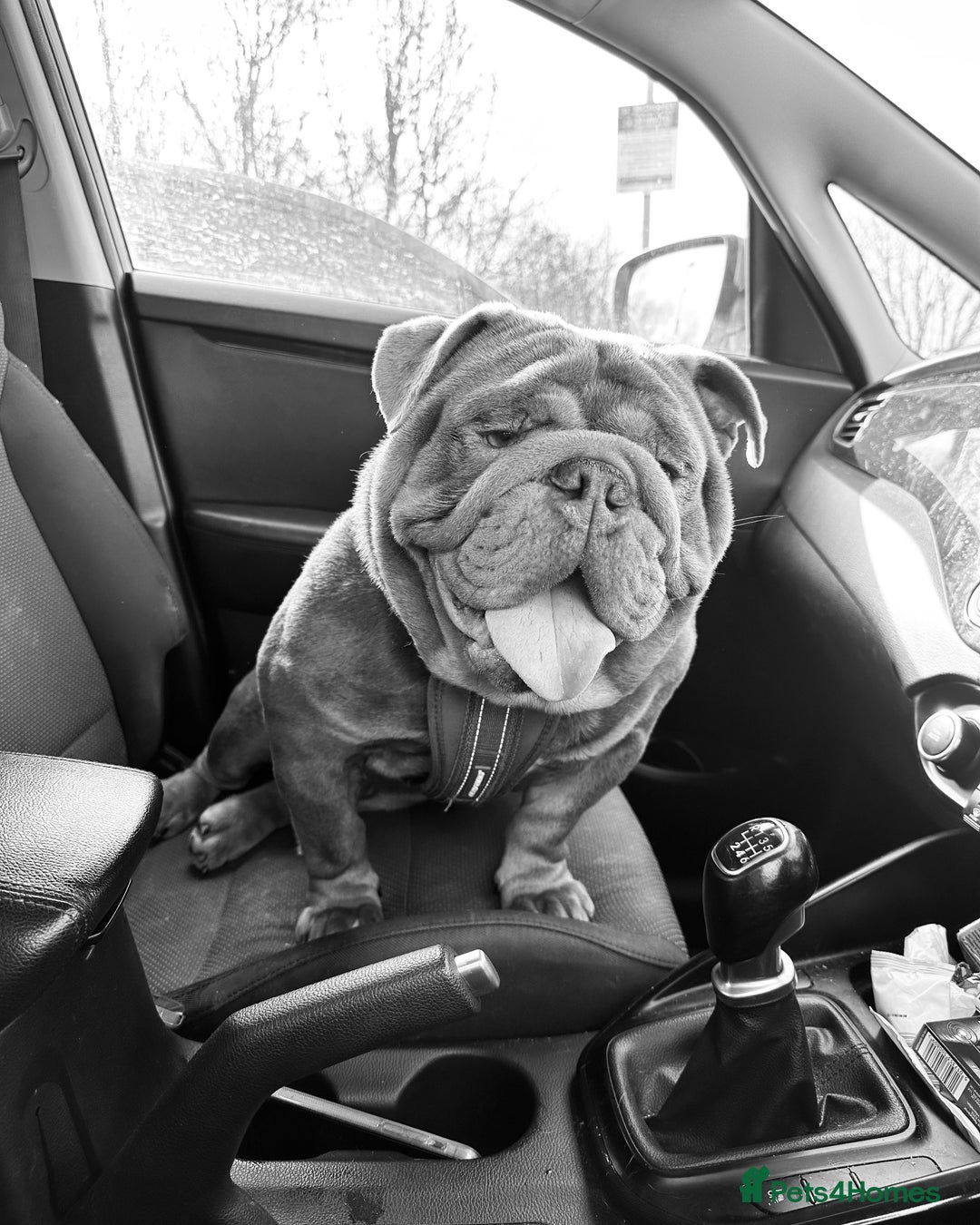 English Bulldog dogs for stud: full suited English bulldog stud well proven in Leicester - Advert 12