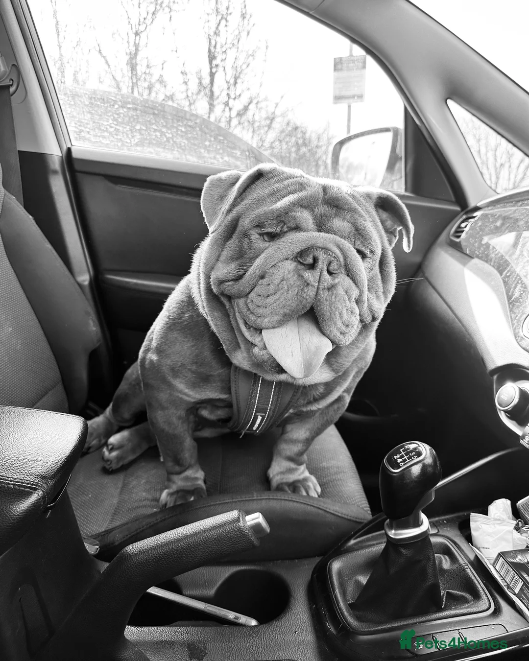 English Bulldog dogs for stud: full suited English bulldog stud well proven in Leicester - Advert 12