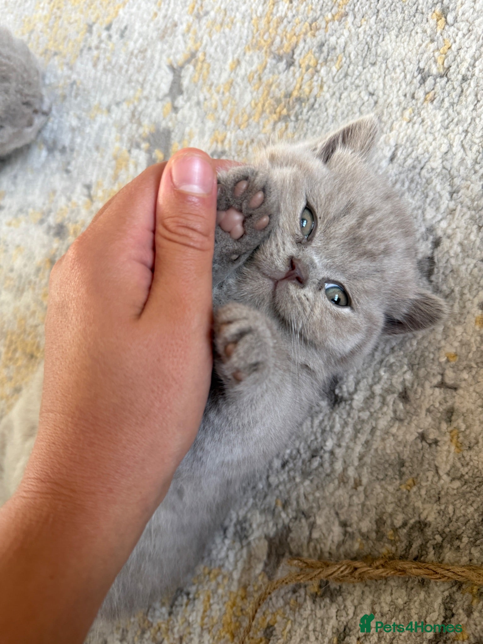 British Shorthair cats Lilac British shorthair GCCF registered - Advert 2