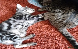 Savannah cats for sale: Full Pedigree & TICA Reg Marble Savannah Kitten - Image 14
