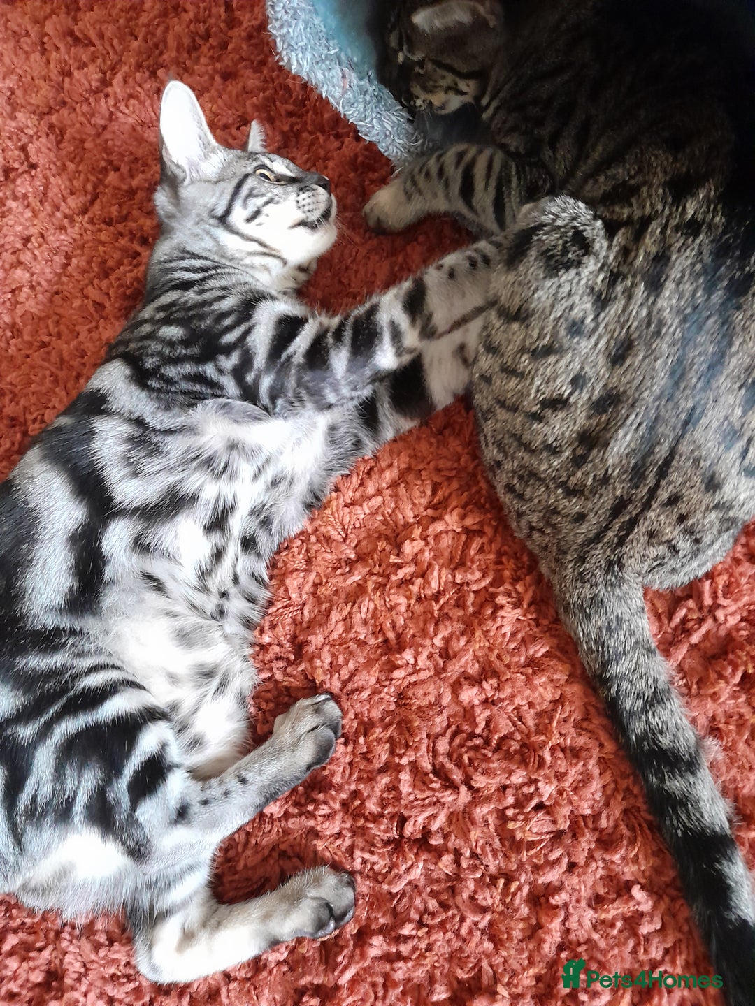 Savannah cats for sale: Full Pedigree & TICA Reg Marble Savannah Kitten - Image 14