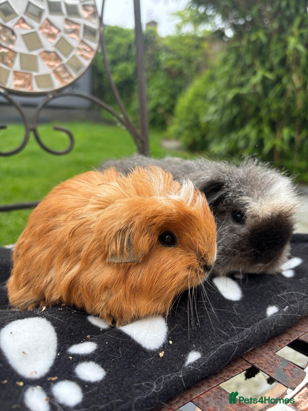 Guinea Pig rodents Sheltie and Merino guinea pigs - Advert 4