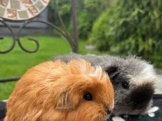 Guinea Pig rodents Sheltie and Merino guinea pigs - Advert 4