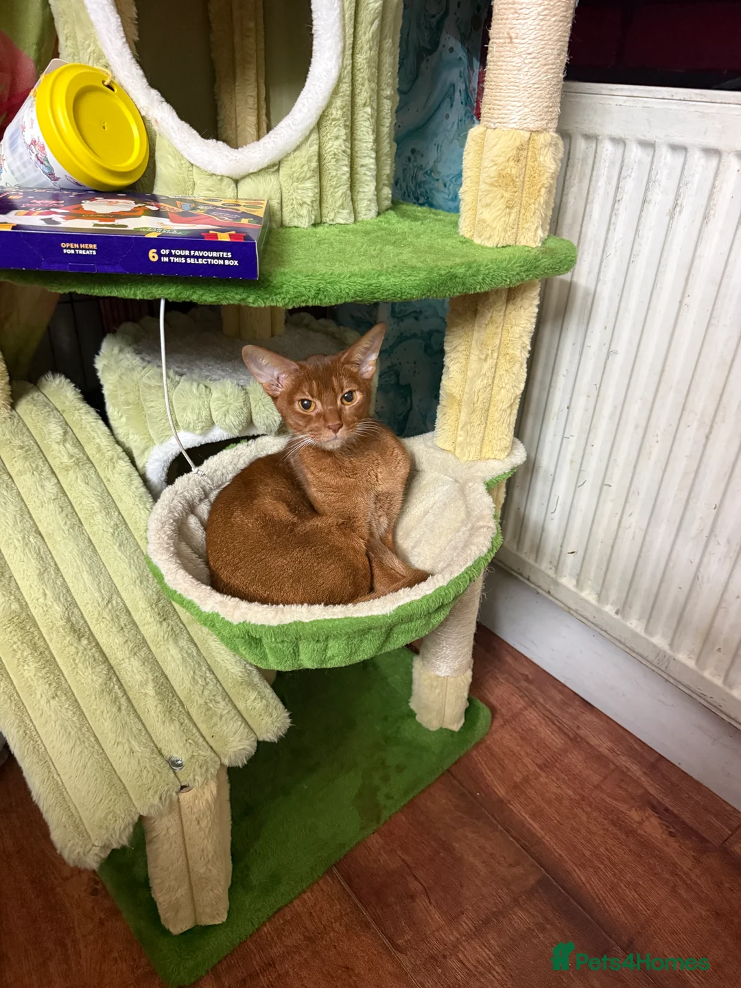 Abyssinian cats for sale: Ready for a new home - Advert 28