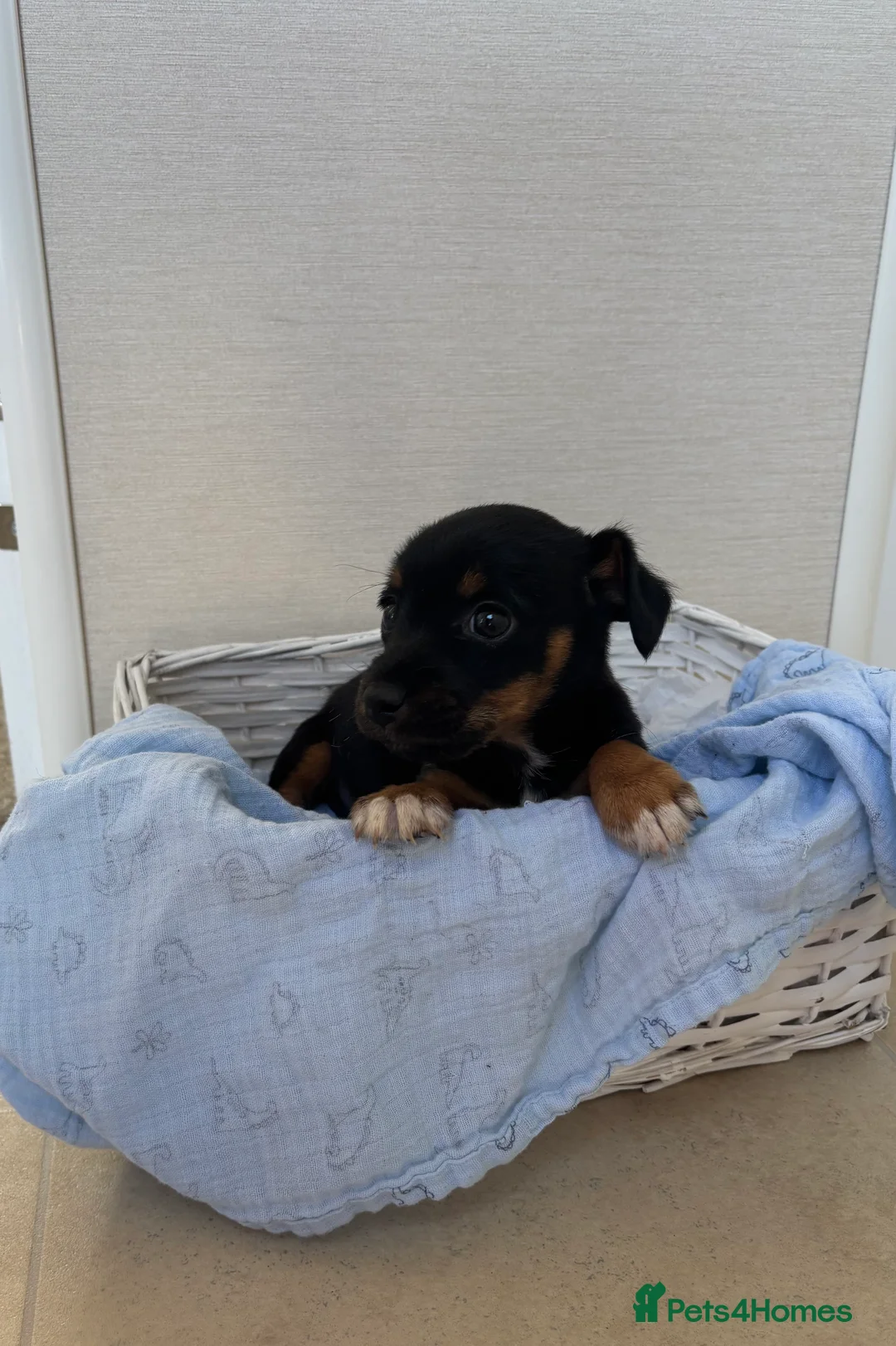 Jack Russell dogs for sale: Jack Russel Puppy For Sale  - Advert 2