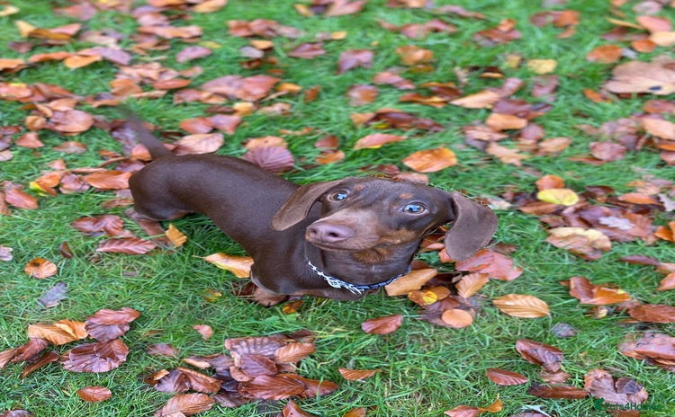 Miniature Dachshund dogs Chocolate Brown Miniature Dachshund 3 Years Old   - Advert 1
