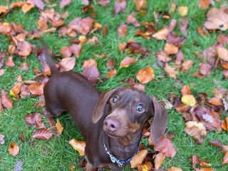 Miniature Dachshund dogs Chocolate Brown Miniature Dachshund 3 Years Old - Advert 2