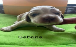 Cocker Spaniel dogs for sale: Exceptional KC registered Show Cocker Spaniels  - Image 21