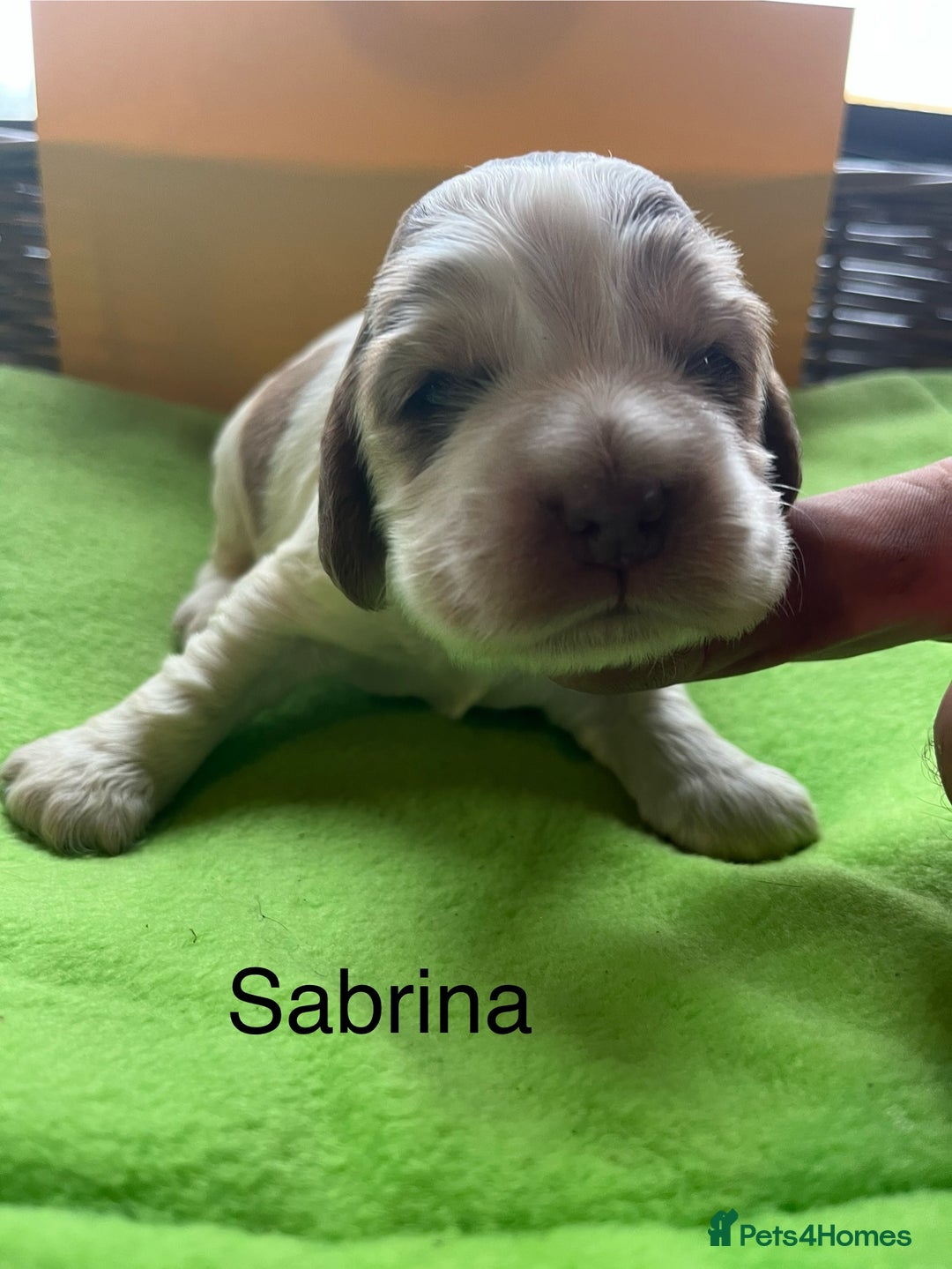 Cocker Spaniel dogs for sale: Exceptional KC registered Show Cocker Spaniels  - Image 21