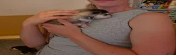 Pomsky dogs for sale: Beautiful f4 pomsky's - Advert 18