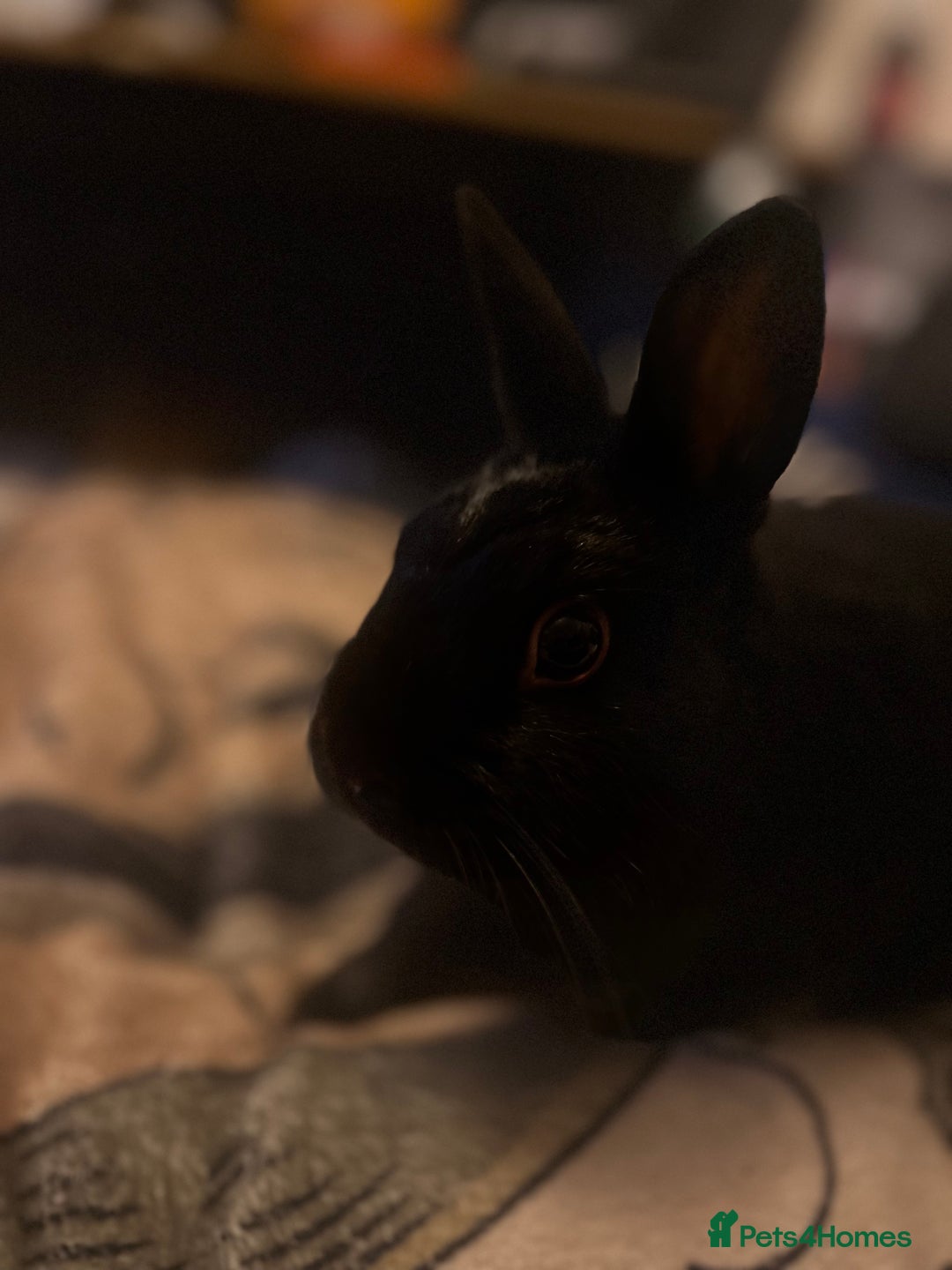 Mixed Breed rabbits for sale: 2 Very Freindly And Loving Rabbits - Advert 9