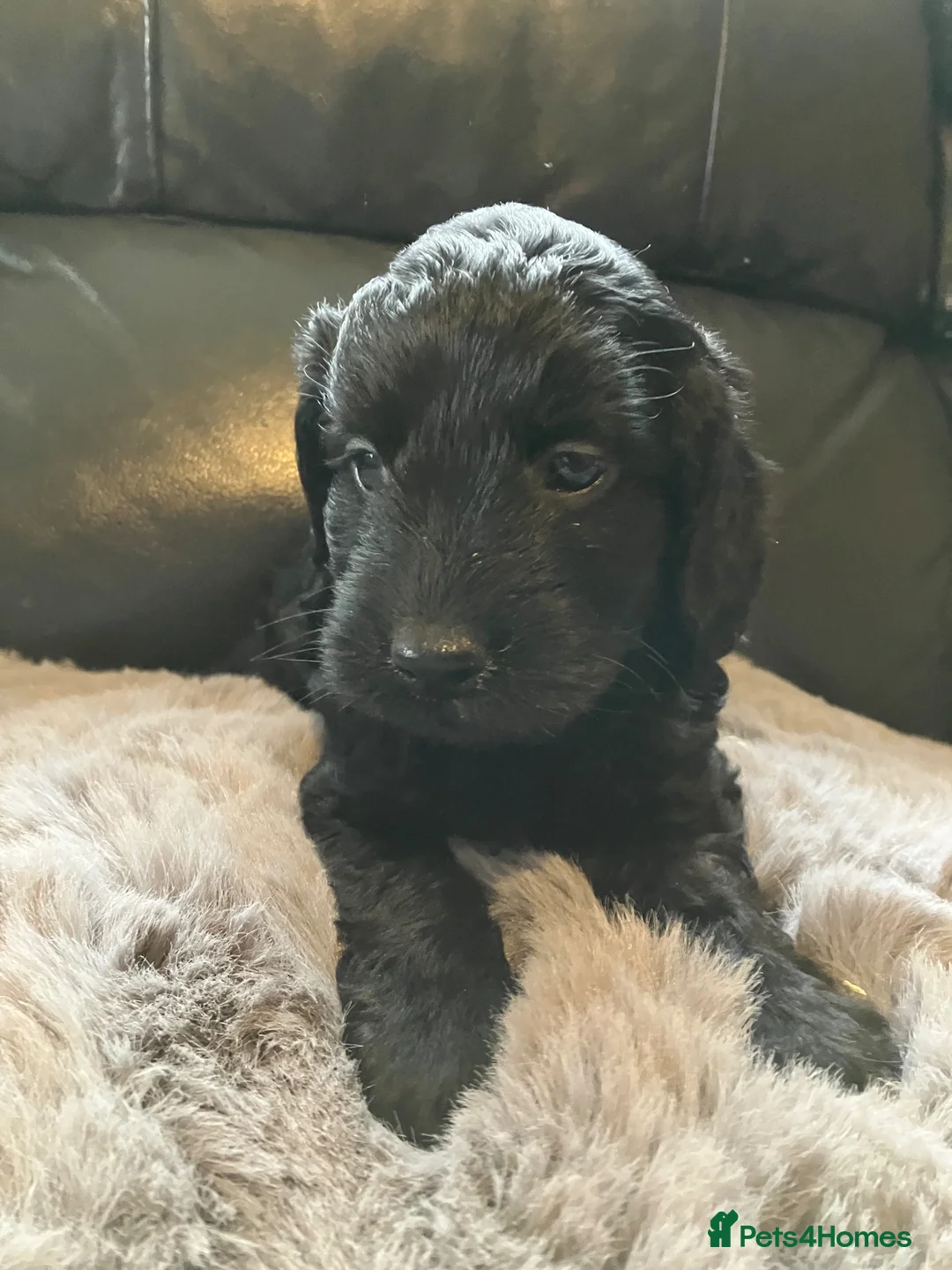 Cockapoo dogs for sale: Beautiful Cockapoo babys ready for new adventures. - Advert 12