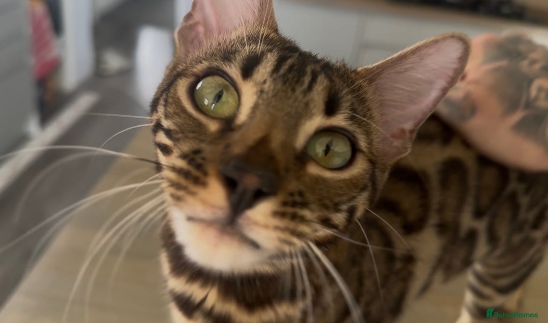 Bengal cats for sale: Intensively socialised bengal kittens - lap cats! in Scunthorpe - Image 7