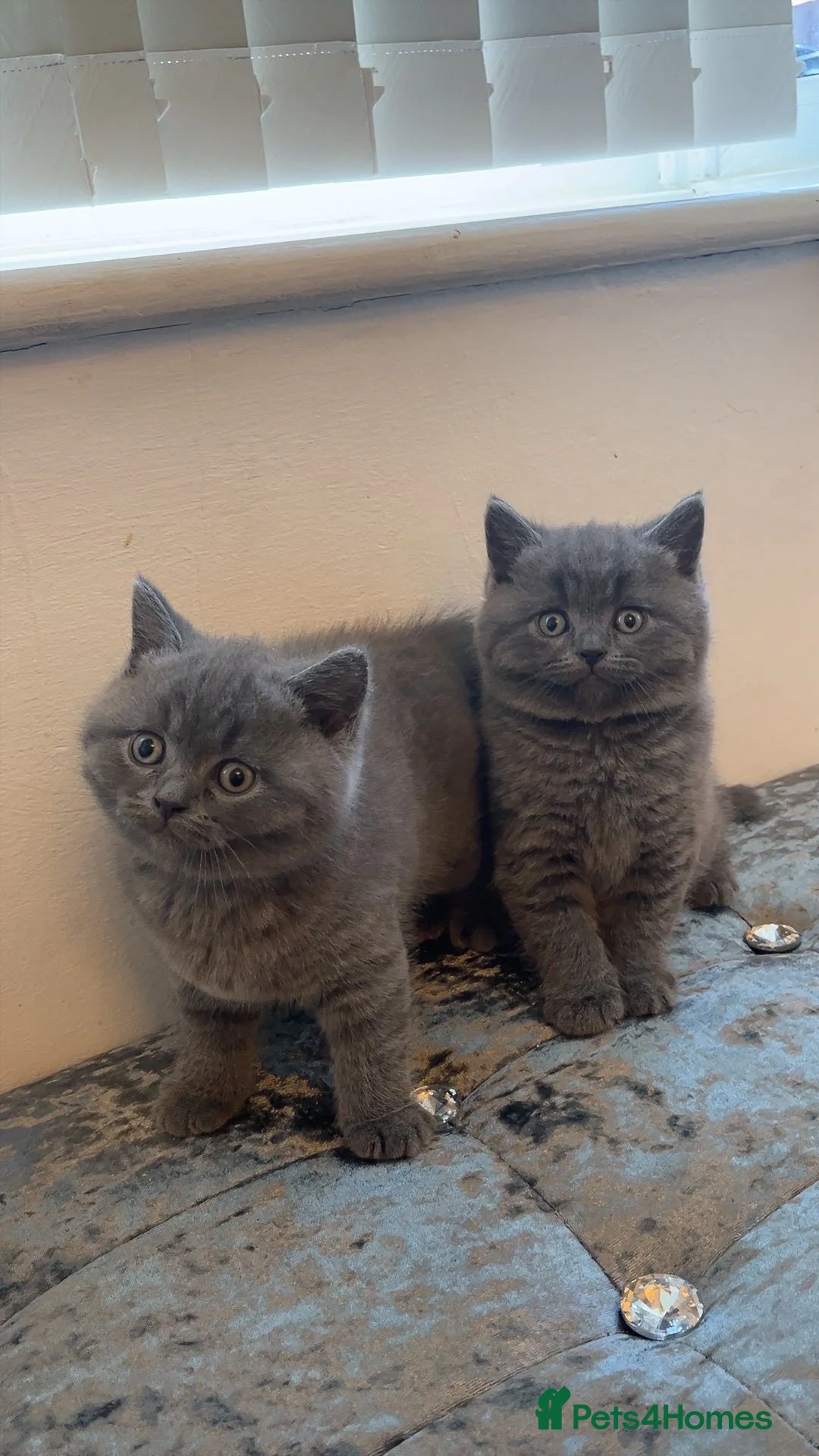 British Shorthair cats for sale: British Shorthair Kittens in Smethwick - Advert 2