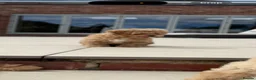 Maltipoo dogs for sale: Adorable Health tested F1 Maltipoo puppies - Advert 6