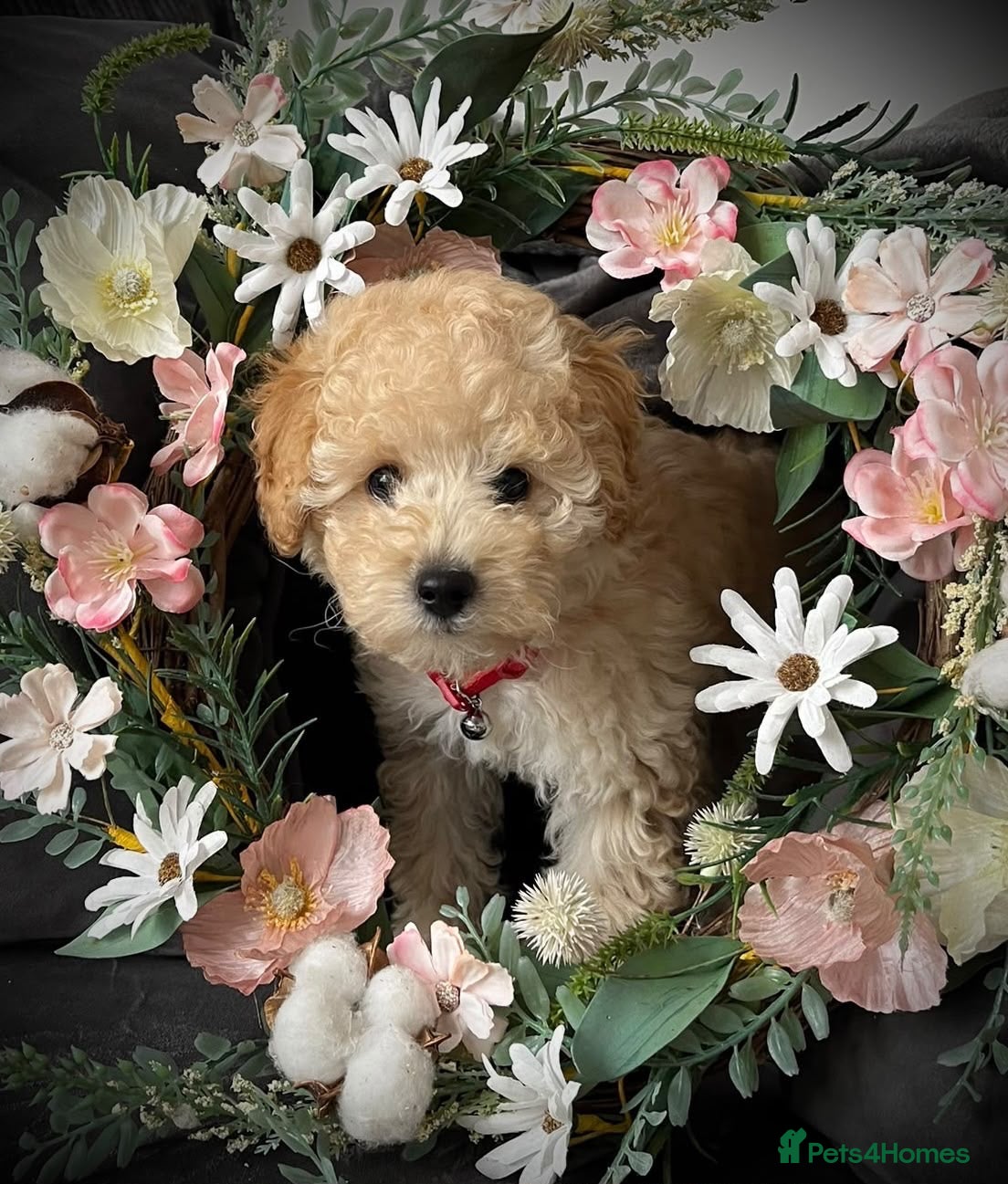 Toy Poodle dogs KC registered Toy Poodles - Advert 1