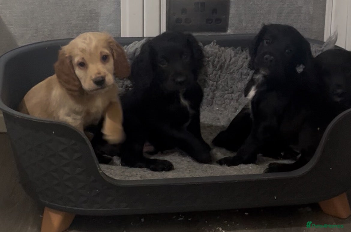 Cocker Spaniel dogs KC registered working Cocker Spaniel pups  - Advert 1