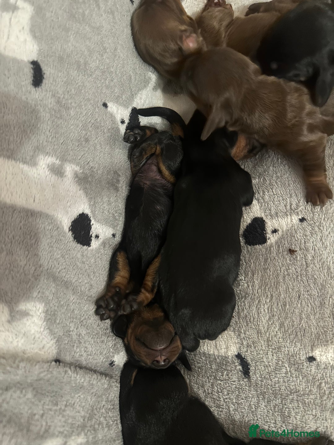 Dachshund dogs for sale: Dachshund puppies  - Advert 3