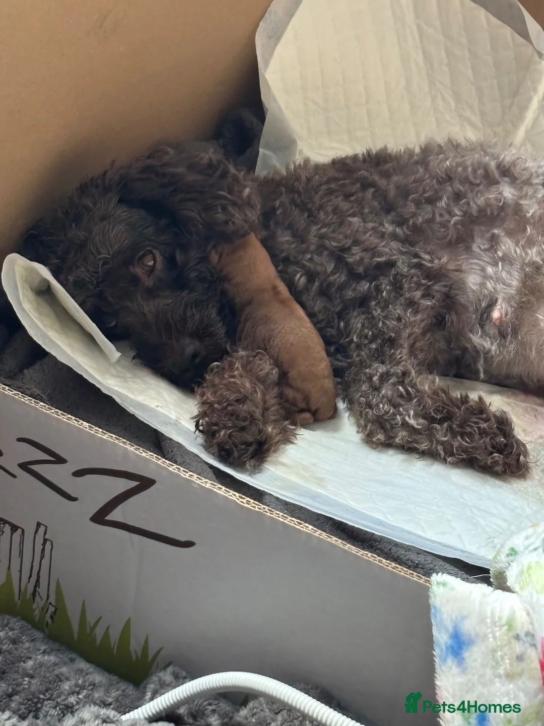 Cockapoo dogs for sale: Beautiful cockapoo puppies - Advert 1