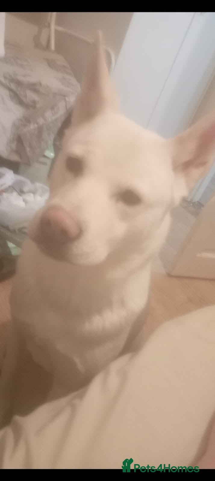 Akita dogs Selling 2 handsome puppies  - Advert 2