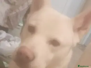 Akita dogs Selling 2 handsome puppies - Advert 2