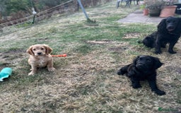 Cocker Spaniel dogs for sale: Male working cocker spaniel puppy kc reg - Image 13